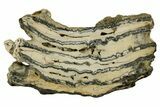Mammoth Molar Slice With Case - South Carolina #337710-1